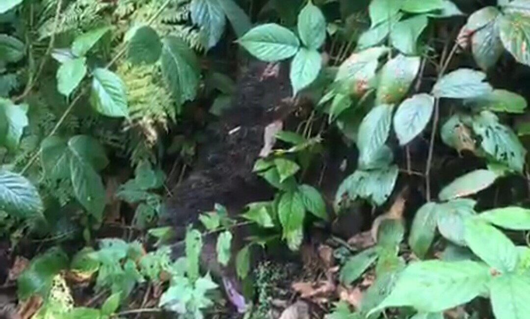 Rize'nin Ayder Yaylası'nda, bir ağaca tırmanan yavru ayı mahsur kaldı.