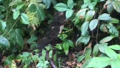 Rize'nin Ayder Yaylası'nda bir ağaca tırmanarak mahsur kalan yavru ayı,