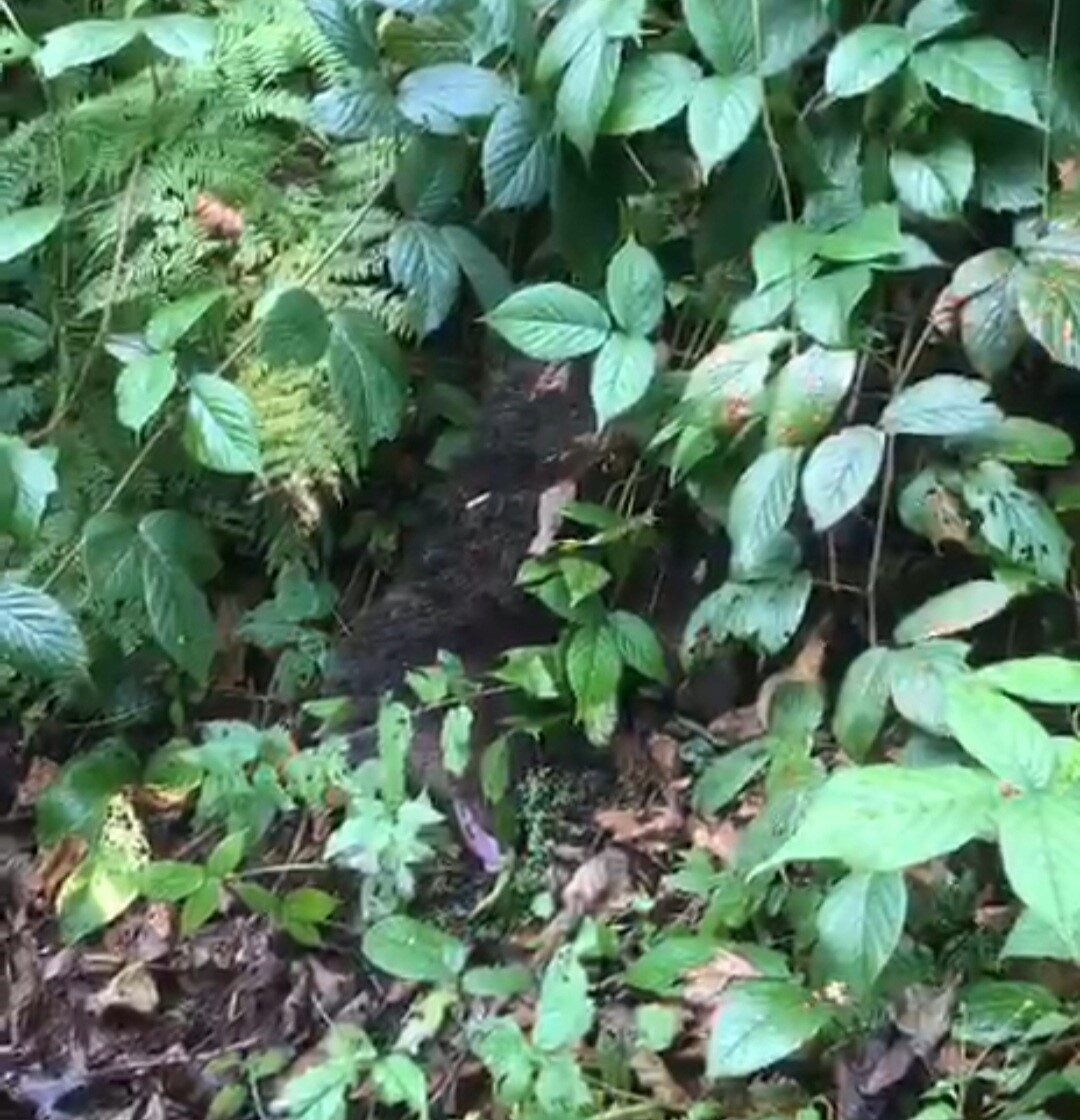 Rize'nin Ayder Yaylası'nda bir ağaca tırmanarak mahsur kalan yavru ayı,