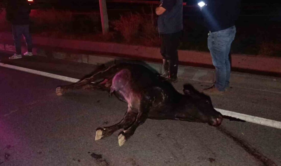 Manavgat’ta Ağıldan Kaçan İnek, D-400 Kara Yolunda Kazaya Neden Oldu Antalya'nın Manavgat ilçesinde kaybolan bir inek, D-400 kara yolunda trafiği