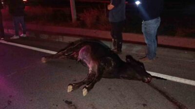 Antalya'nın Manavgat ilçesinde kaybolan bir inek, D-400 kara yolunda trafiği