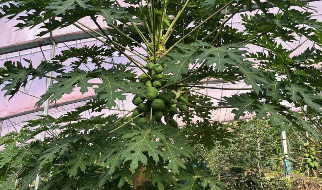 Alanya’da Tropikal Meyve Üretimi Artıyor, İhracat Potansiyeli Gelişiyor Alanya'da tropikal meyve üretimi hızla artıyor. Ali Hüddoğlu, bölgenin iç