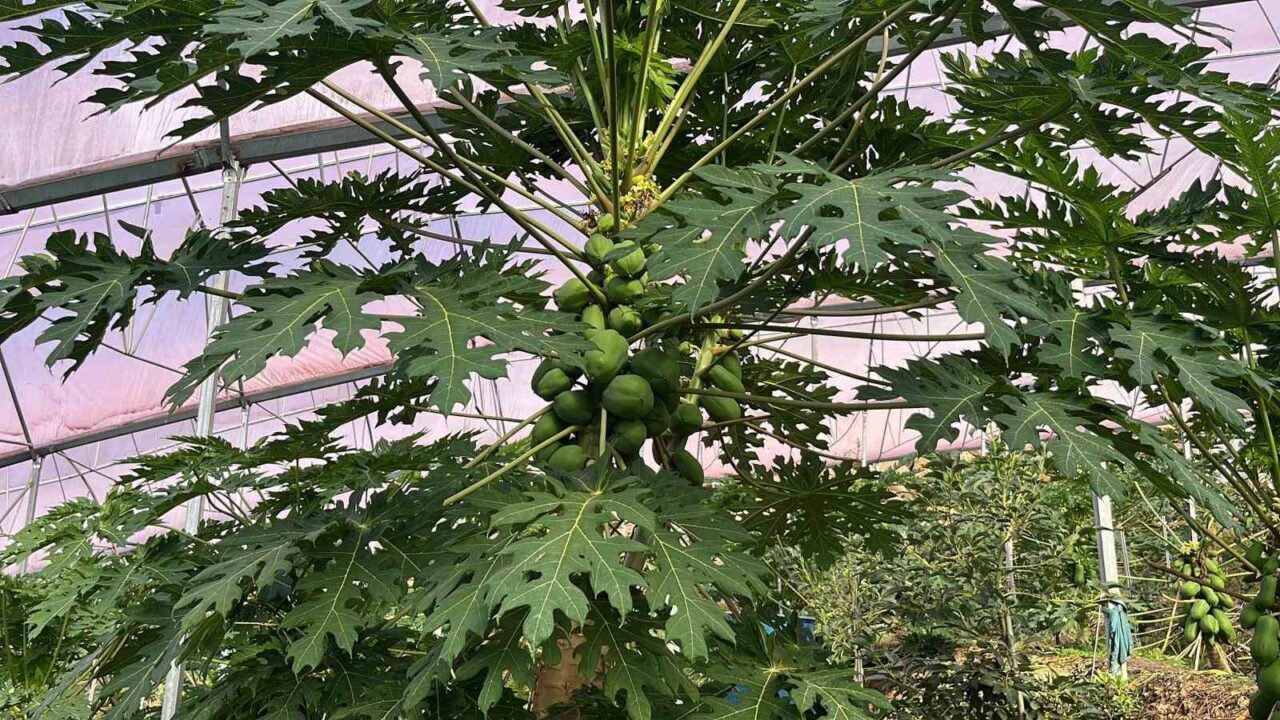 Alanya'da tropikal meyve üretimi hızla artıyor. Ali Hüddoğlu, bölgenin iç