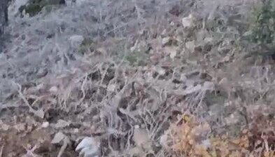 Alanya'nın Uzunöz Mahallesi'nde, havaların soğumasıyla yiyecek bulmakta zorlanan kurtlar yerleşim