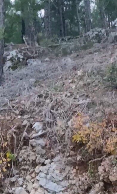 Alanya'nın Uzunöz Mahallesi'nde, havaların soğumasıyla yiyecek bulmakta zorlanan kurtlar yerleşim