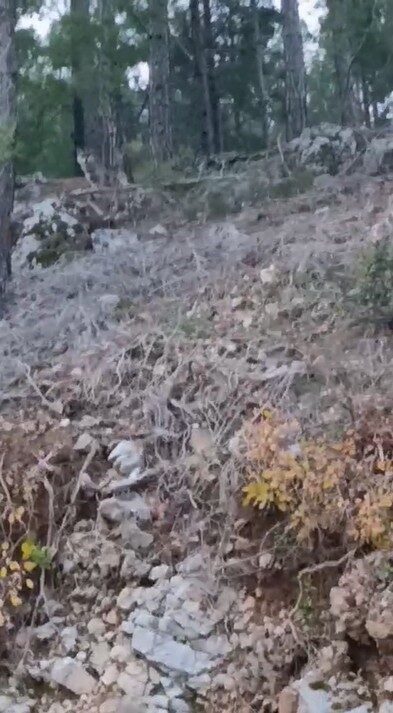 Alanya'nın Uzunöz Mahallesi'nde, havaların soğumasıyla yiyecek bulmakta zorlanan kurtlar yerleşim