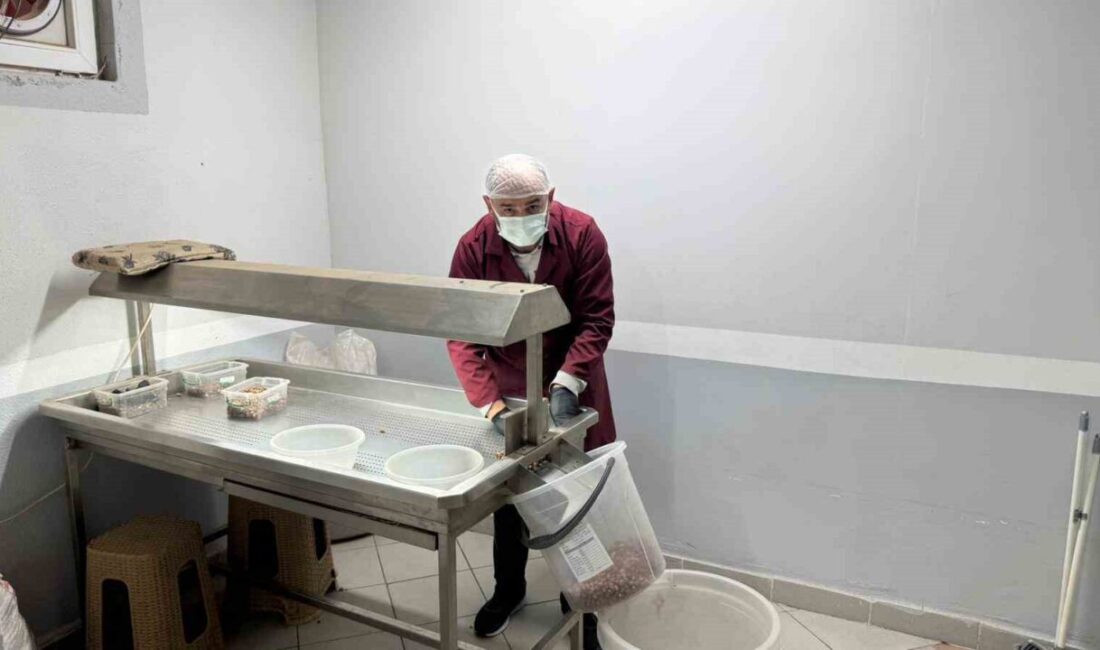 Alaplı’da Fındık Üreticileri Modern Kavurma Tesislerine Yöneliyor Zonguldak'ın Alaplı ilçesinde fındık üreticileri, sezon sonrasında fındıkları modern kavurma