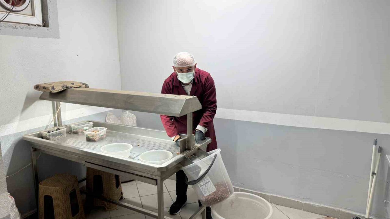 Zonguldak'ın Alaplı ilçesinde fındık üreticileri, sezon sonrasında fındıkları modern kavurma