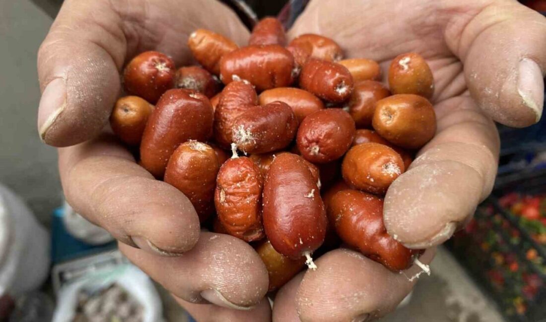 Alaşehir’de Iğde Ağaçlarının Sayısı Tehlikeli Bir Şekilde Azalıyor: Kilosu 200 TL’den Satılıyor Manisa'nın Alaşehir ilçesinde, sağlık faydalarıyla bilinen iğde ağaçları hızla azalıyor.