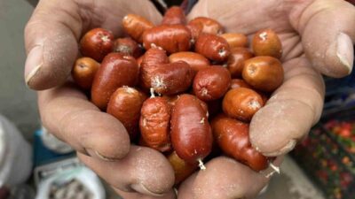 Manisa'nın Alaşehir ilçesinde, sağlık faydalarıyla bilinen iğde ağaçları hızla azalıyor.