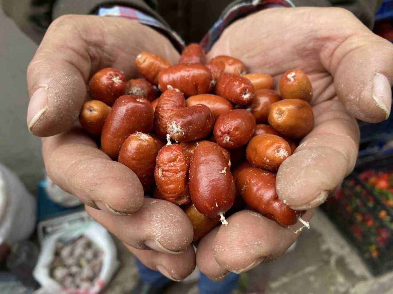 Manisa'nın Alaşehir ilçesinde, sağlık faydalarıyla bilinen iğde ağaçları hızla azalıyor.