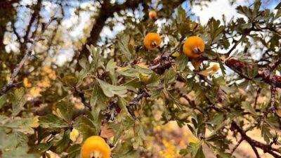 Aydın'ın Bozdoğan ilçesinde yaşayan 75 yaşındaki Nazmi Güner, alıç meyvesi