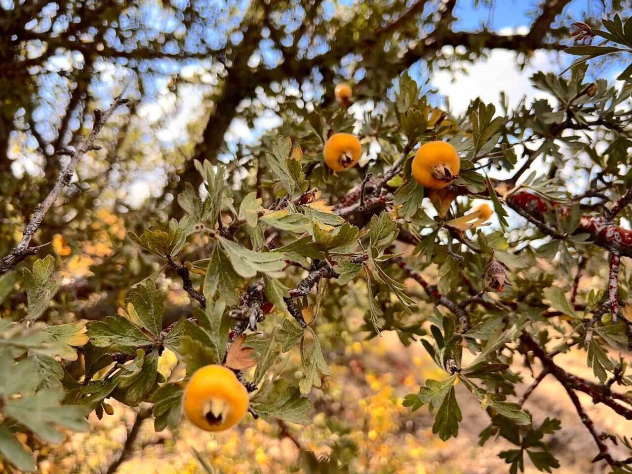 Aydın'ın Bozdoğan ilçesinde yaşayan 75 yaşındaki Nazmi Güner, alıç meyvesi