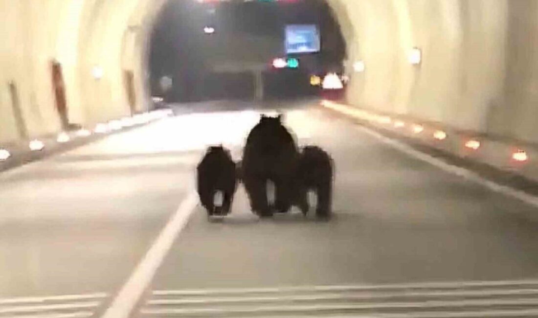 Bartın'ın Amasra ilçesindeki 1100 metrelik tünelde bir aile, gece saatlerinde