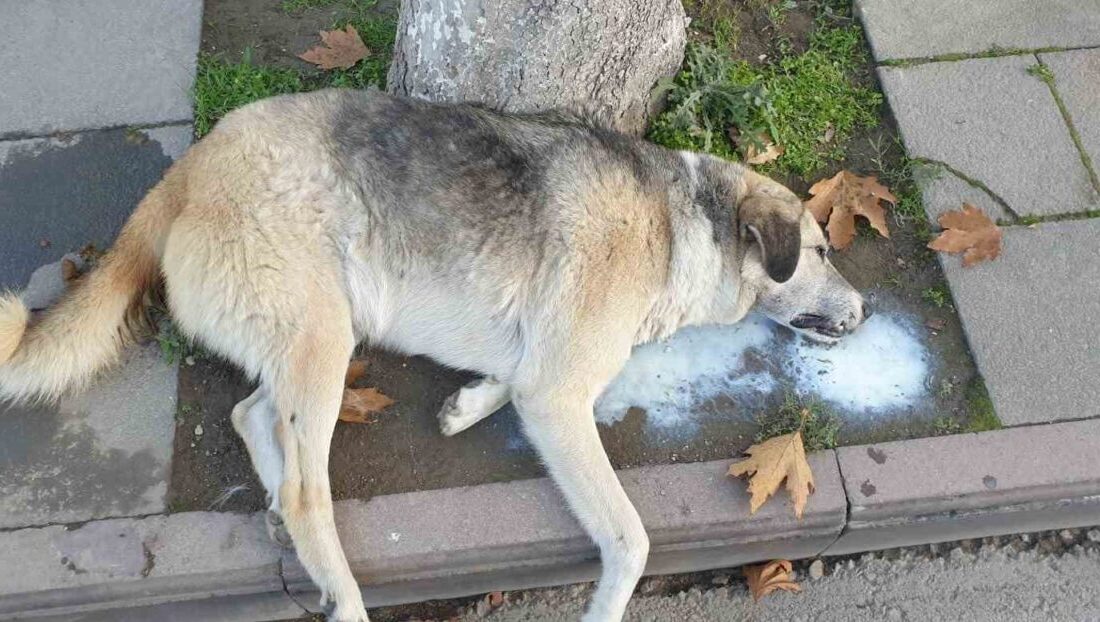 Amasya’da sokak köpeği ve bir dizi kedi ölü bulundu, hayvanseverden ihbar çağrısı! Amasya'da bir köpek ve çok sayıda kedi ölü olarak bulundu.