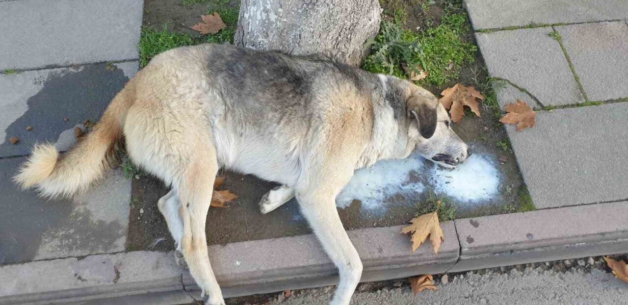 Amasya'da bir köpek ve çok sayıda kedi ölü olarak bulundu.
