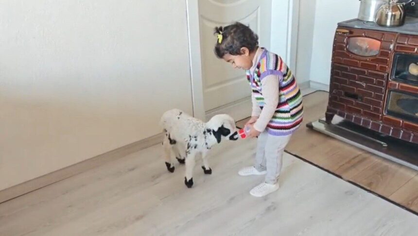 Erzincan’da 3 yaşındaki Ezo’nun, annesi tarafından reddedilen “Pırıl” adlı kuzusu ile dostluğu ilgi çekti.