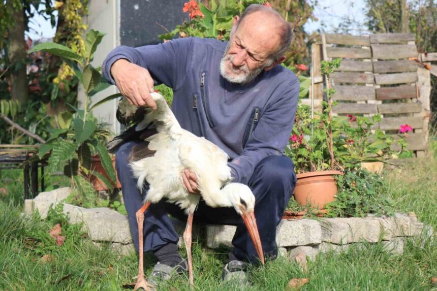 Kocaali’de Yuvadan Atılan Leylek, Bir Mahallelinin Koruması Altında Büyüyor
