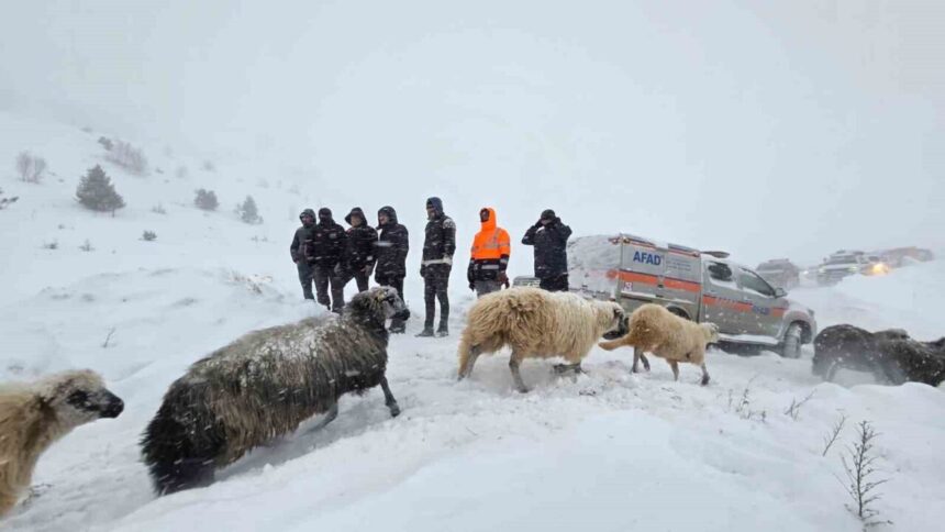 Artvin’in Ardanuç ilçesinde çığ altında kalan 3 çobandan birinin cesedine erişildi.