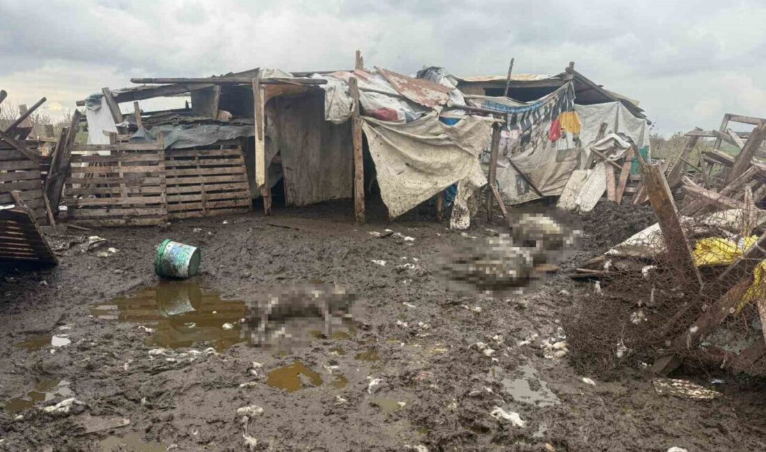 Avcılar'da başıboş sokak köpekleri, 82 yaşındaki Mehmet Kaşıkçı'nın koyun sürüsüne