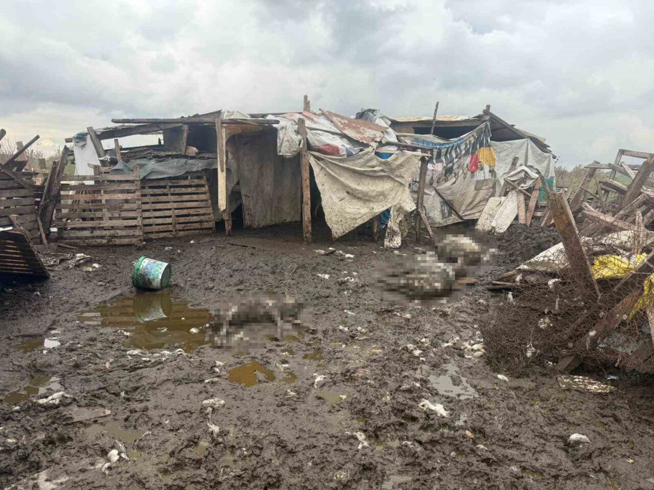 Avcılar’da başıboş sokak köpekleri, 82 yaşındaki Mehmet Kaşıkçı’nın koyunlarına saldırarak