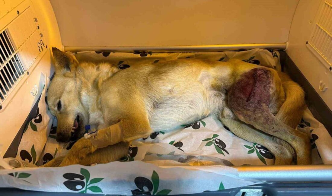 Bilecik'in Osmaneli ilçesinde bir araç tarafından yaralanan köpek, Hayvan Barınağı