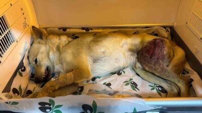 Bilecik'in Osmaneli ilçesinde bir araç tarafından yaralanan köpek, Hayvan Barınağı