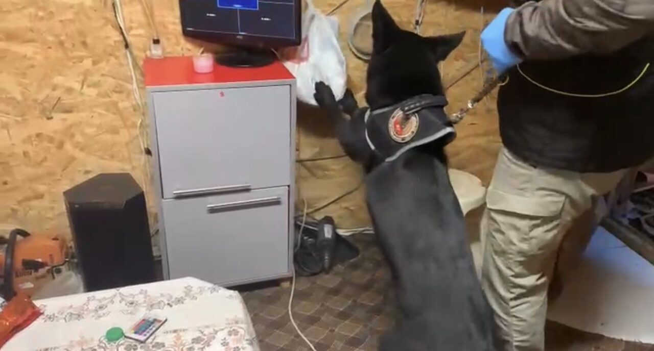 Samsun’da Uyuşturucu Yetiştirme Düzenekleri Ele Geçirildi, Bir Şahsa İşlem Yapıldı