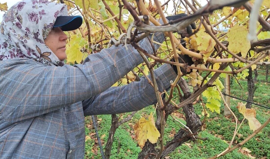 Sarıgöl’de Üreticiler, Hasat Sonrası Üzümleri Değerlendirerek Ekonomilerine Katkı Sağlıyor Manisa'nın Sarıgöl ilçesinde, üreticiler hasat sonrası kalan üzümleri değerlendirerek pekmez,