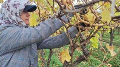 Manisa'nın Sarıgöl ilçesinde, üreticiler hasat sonrası kalan üzümleri değerlendirerek pekmez,