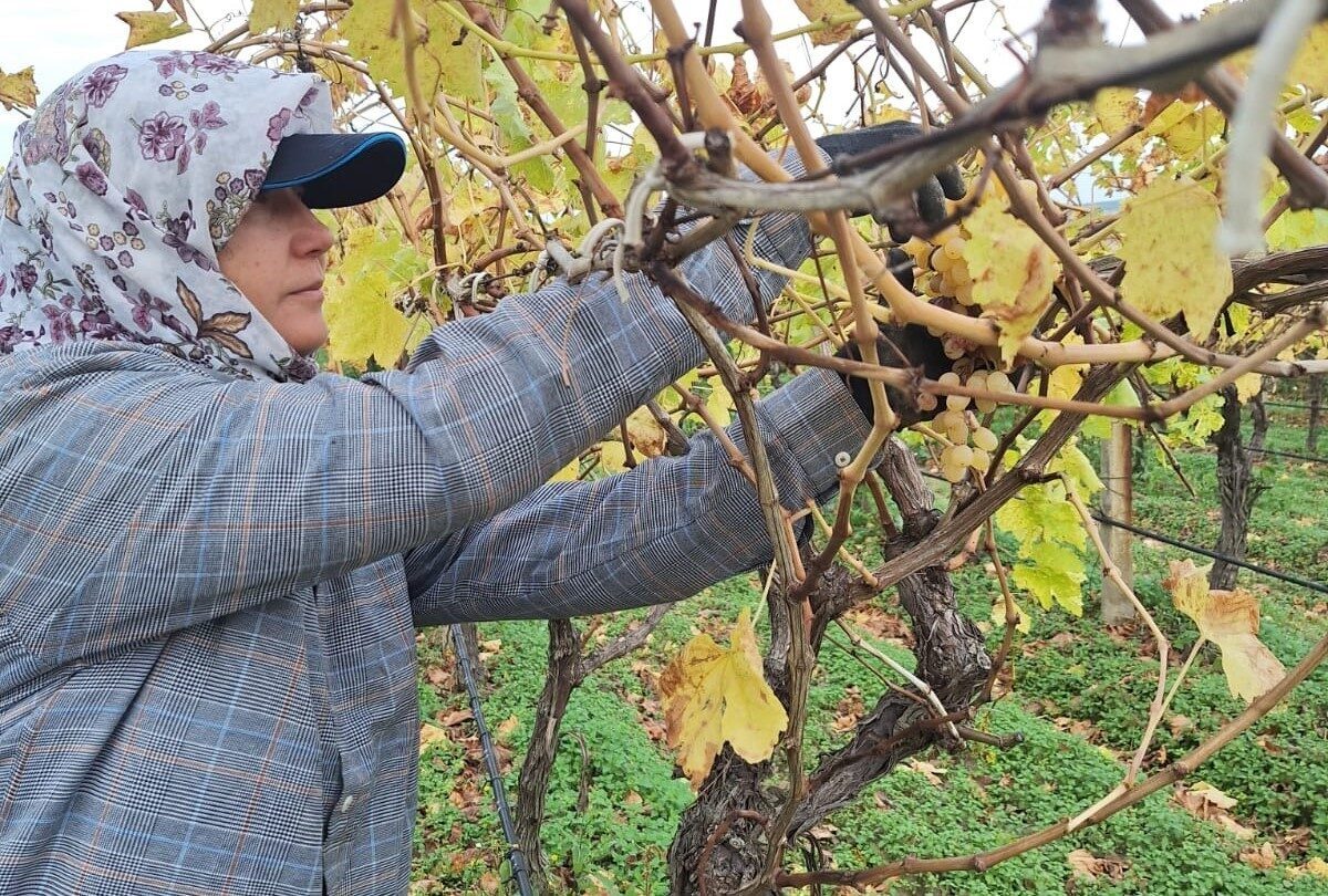 Manisa'nın Sarıgöl ilçesinde, üreticiler hasat sonrası kalan üzümleri değerlendirerek pekmez,