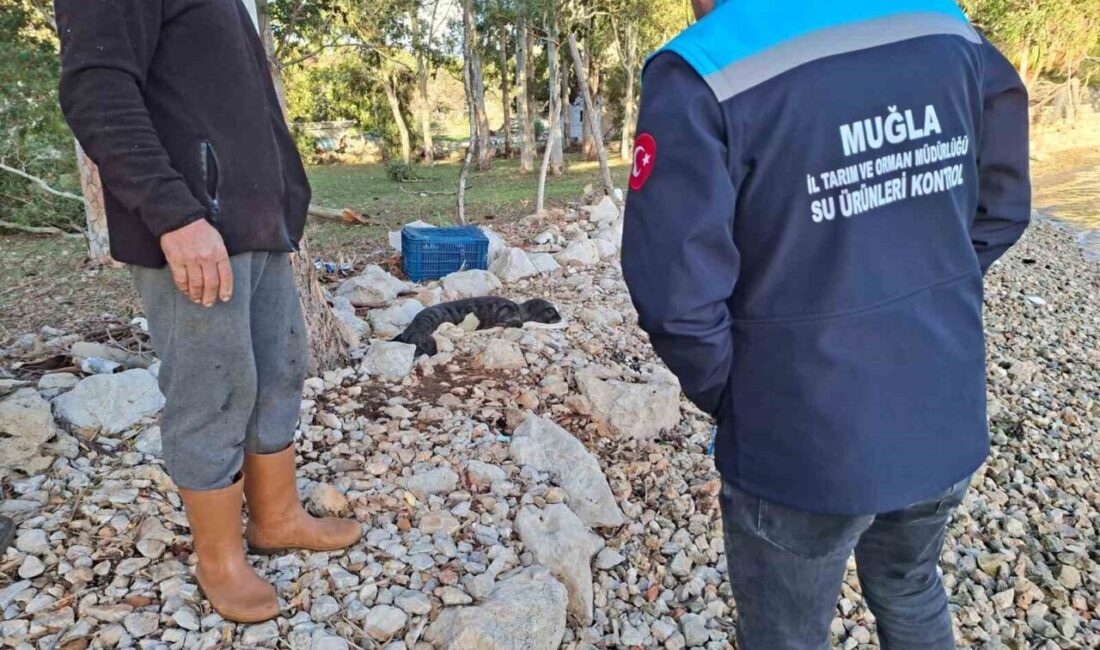 Marmaris'teki Serçe Limanı'nda fırtına sonrası kıyıya vuran yavru Akdeniz foku,