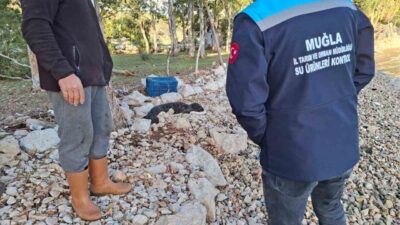 Marmaris'teki Serçe Limanı'nda fırtına sonrası kıyıya vuran yavru Akdeniz foku,