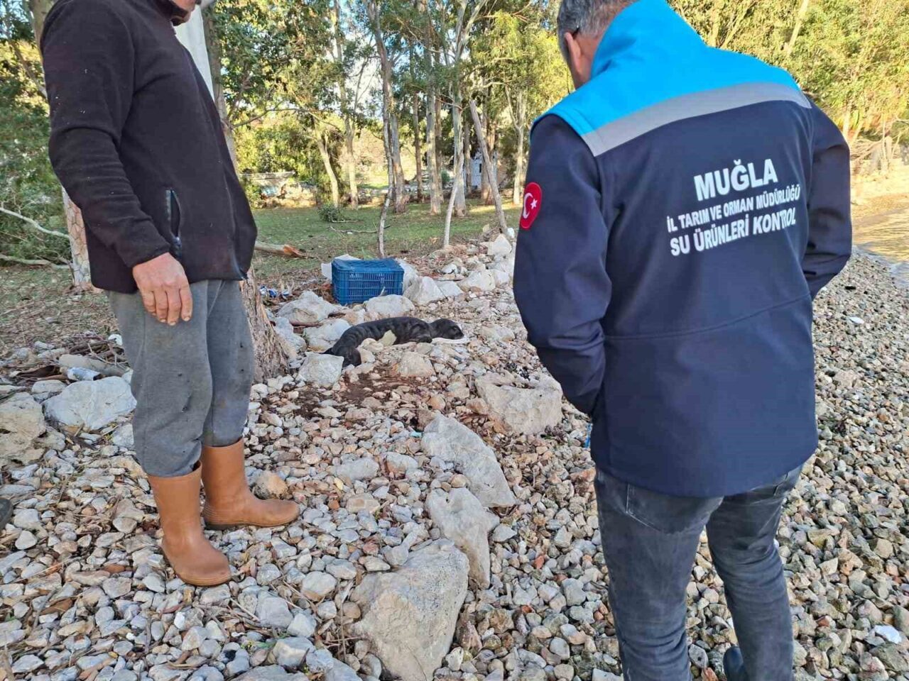 Marmaris'teki Serçe Limanı'nda fırtına sonrası kıyıya vuran yavru Akdeniz foku,