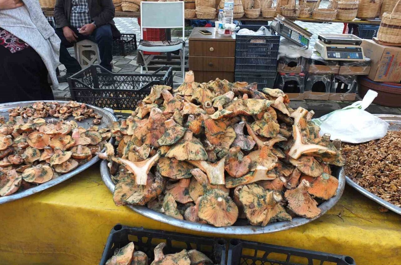 Balıkesir'in Burhaniye ilçesindeki Melki mantarı, eylülden bu yana süren yağışlarla