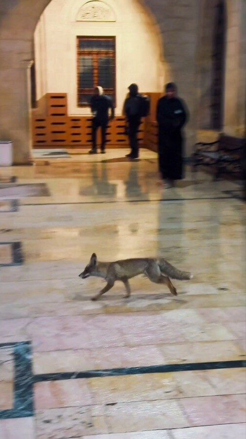 Şanlıurfa’da kar nedeniyle aç kalan tilki Balıklıgöl’de yiyecek aradı, vatandaşlar şaşırdı.