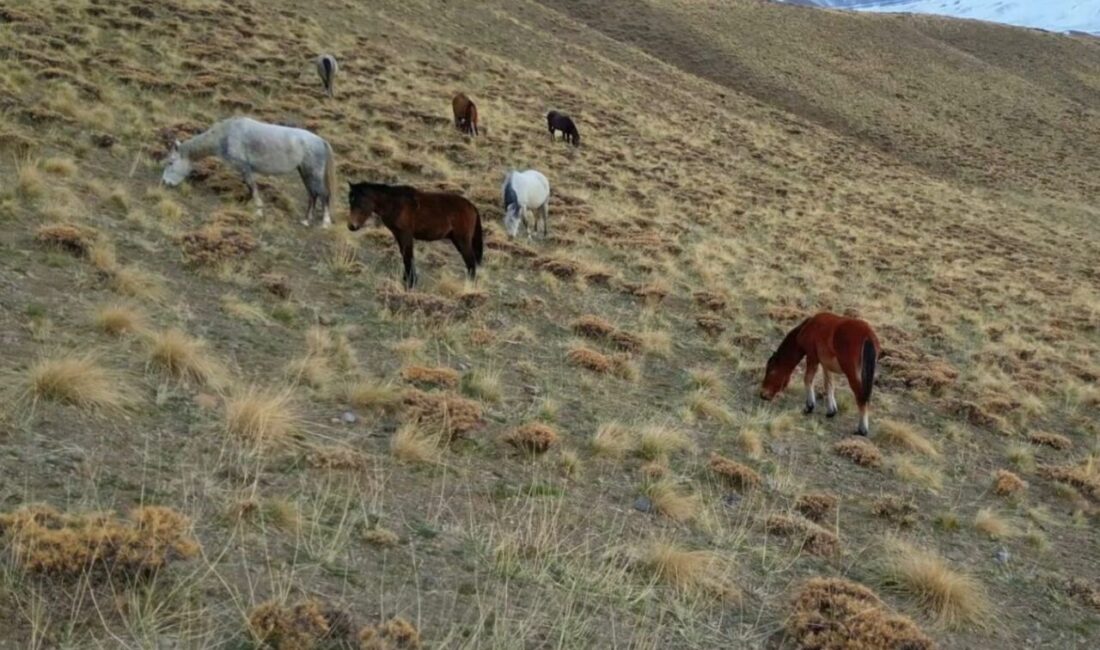 Van Yüzüncü Yıl Üniversitesi Yaban Hayvanları Koruma ve Rehabilitasyon Merkezi