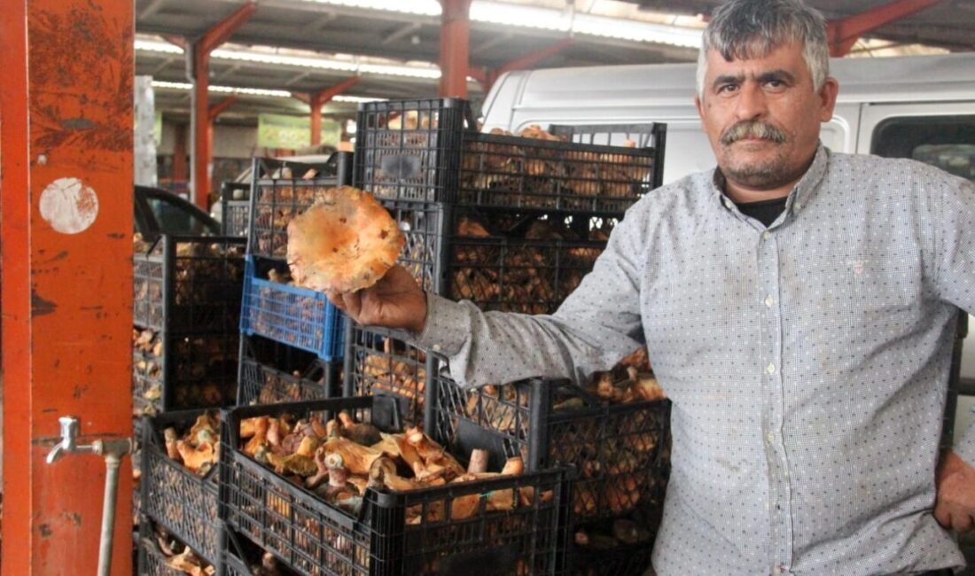 Çanakkale'nin Bayramiç ilçesindeki köylüler, Kaz Dağları'nda toplanan 'çam melkisi' yani
