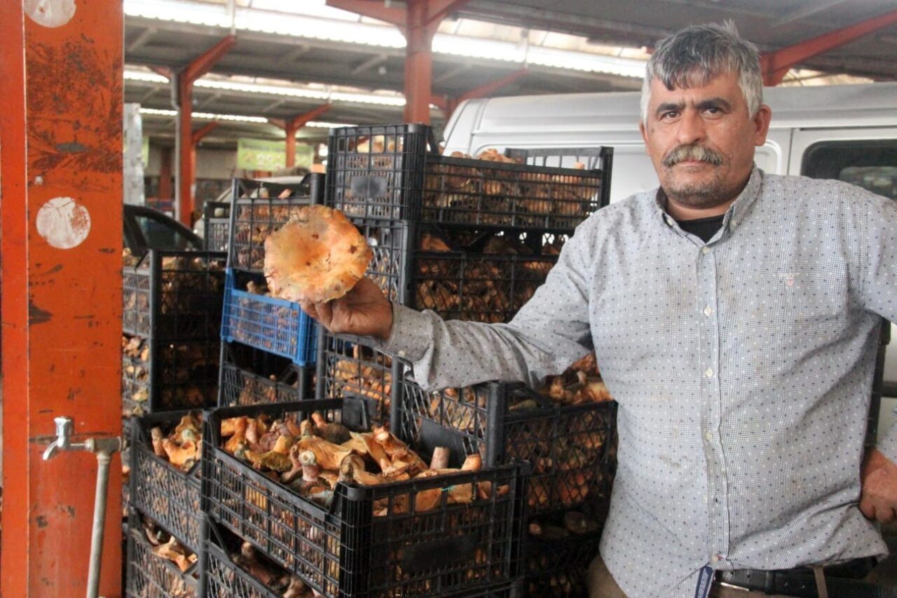 Çanakkale'nin Bayramiç ilçesindeki köylüler, Kaz Dağları'nda toplanan 'çam melkisi' yani