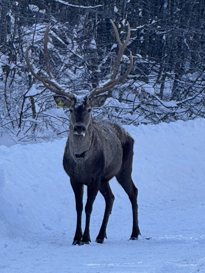Kocaeli’de “Kızıl Geyik Yerleştirme Projesi” çerçevesinde doğaya bırakılan geyikler Kartepe’de görüntülendi.