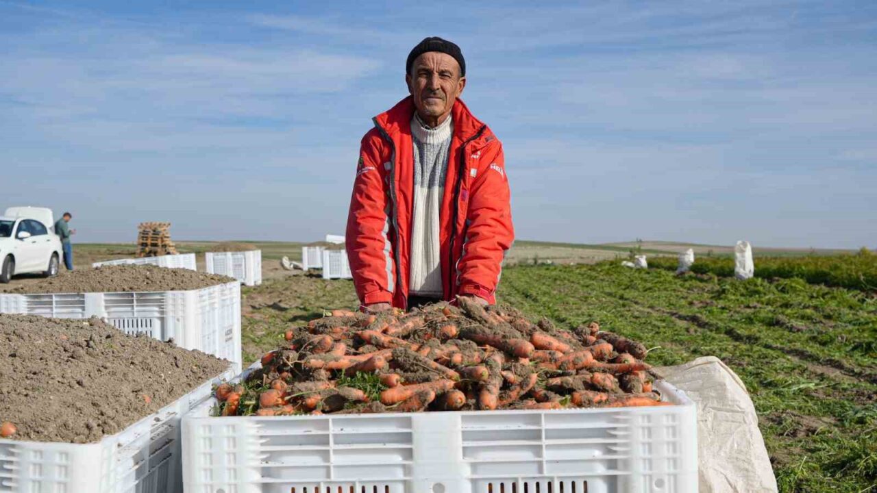 Beypazarı’nda Kışlık Havuç Hasadı Başladı, Çiftçiler 10 Ton Verim Bekliyor