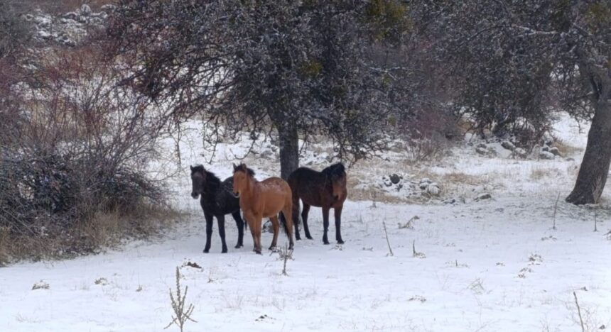 Beypazarı’nda karla kaplı yaban atları muhteşem manzaralar sundu.