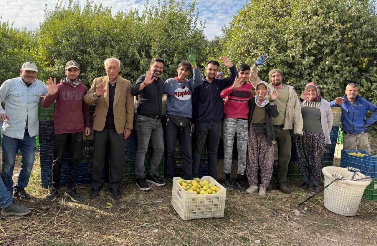 Mersin Erdemli’de Limon Hasadı Başladı, Çiftçiler Geçim Kaynağını Topluyor