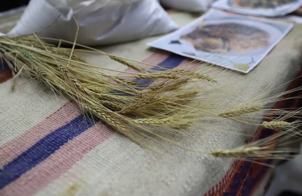 Ardahan Üniversitesi, Dünya Toprak Günü etkinlikleri çerçevesinde "Buğdayın Atası Ardahan