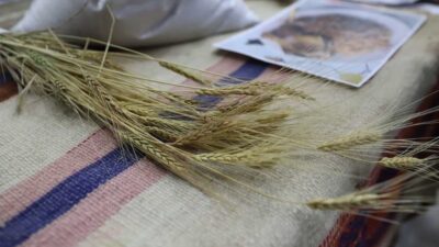 Ardahan Üniversitesi, Dünya Toprak Günü etkinlikleri çerçevesinde "Buğdayın Atası Ardahan