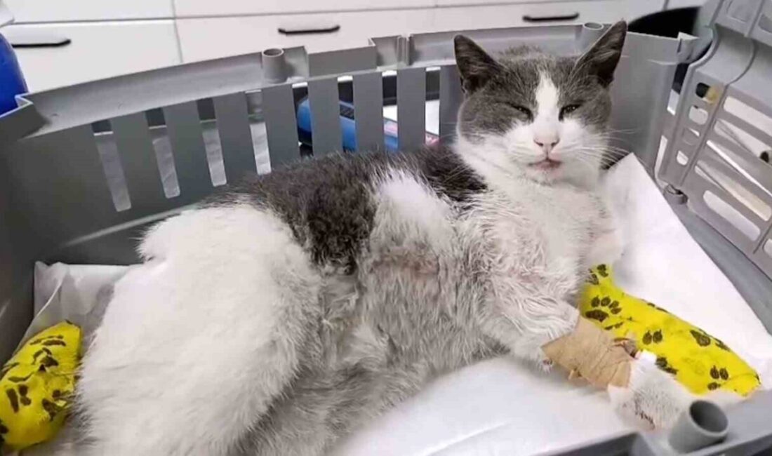 Bolu'da bir otomobilin çarptığı kedi, ağır yaralanarak bacak, omurga ve