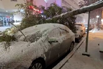 Bolu’da Yoğun Kar Yağışı Nedeniyle Hastane Bahçesindeki Ağaç Otomobilin Üzerine Devrildi