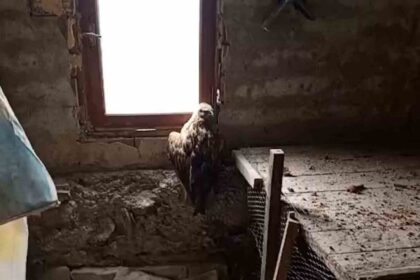 Mudurnu’da Yaralı Şahin Bulundu, Koruma Altına Alındı