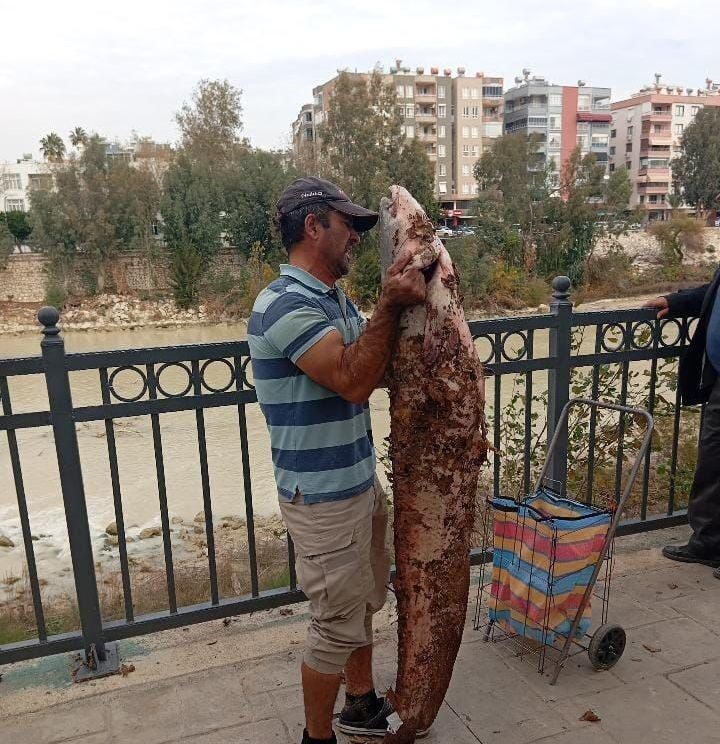 Silifke’de Nehirde Eliyle Dev Yayın Balığı Yakalayan Vatandaş, Çevredekilerle Beraber Kıyıya Çıkardı