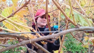 Manisa'nın Sarıgöl ilçesinde, artan işçilik ücretleri nedeniyle üzüm üreticileri, budama